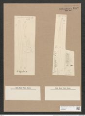 Pleurosigma kerguelense Grun. (de-Toni-Nr.: Genus 13, Species 1046) Zeichnungen Sammlung Grunow Nr. 1882 (NHMW-BOT-W0368994)